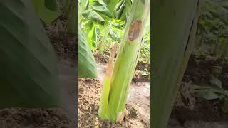 #shortvideo #villagelife #vivasayam #youtubeshorts