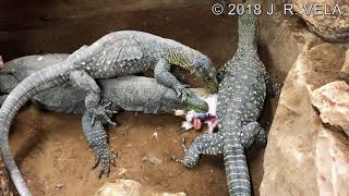 Varanus Salvadorii Group Feeding