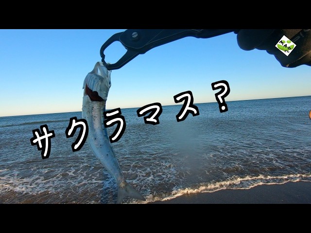 海サクラマス！】解禁が待てない！山形の釣り！ - YouTube