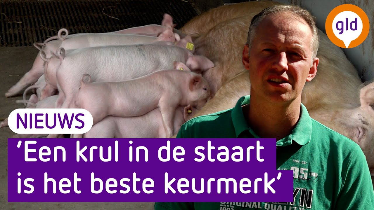 Is dit DE Varkensboerderij van de toekomst? 'Dierenbescherming zelfs tevreden'