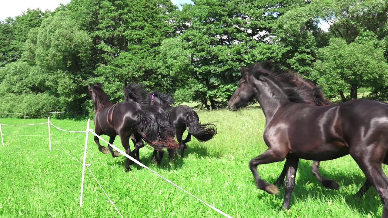 Friesenpferde-Gestüt "van Vogelsberg" von Dieter & Irene Schmidt aus Feldathal-Köddingen