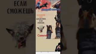 картинка: Савелий разносит мошню.