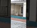 Красавица Лима выбирает маршрут сама 🐕 Свобода и радость в гостинице для собак в Полтаве