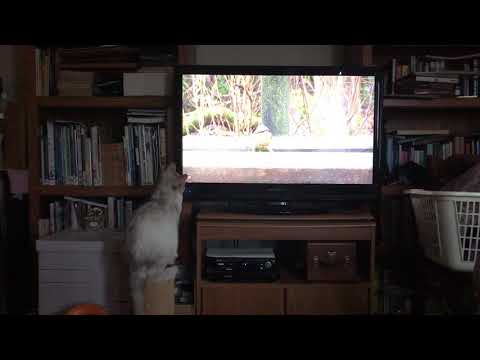 Phoebe watching bird video