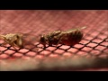 Female Tsetse Fly Feeding 5