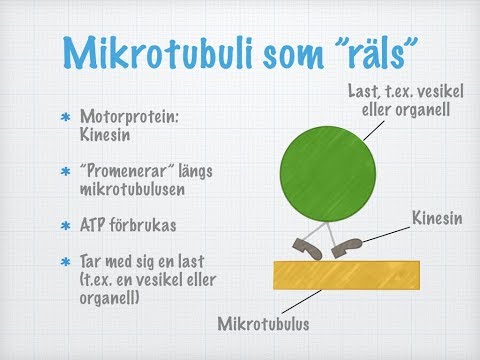 Video: Forskjellen Mellom Mikrotubuli Og Mikrofilamenter