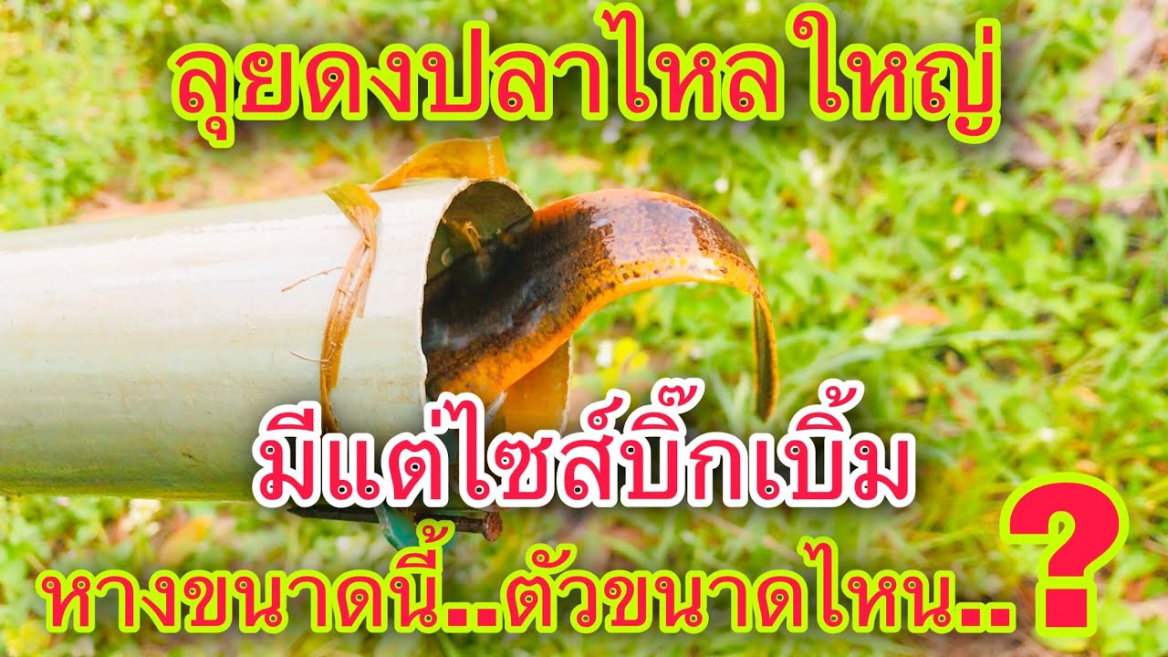 ดงปลาไหลใหญ่ชัดๆ..ดักกระบอกกับพี่ตี๋..ชมวิถีพรานพี่พรานน้อง | วิถีพื้นบ้าน เดลิเวอรี่