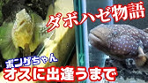 熱帯魚飼育 コリドラス コリドラスのヒゲはいったい何なのか 何で出来ているのか 溶ける という表現でいいのか 短くなったヒゲ再生にはミノタブよりもコンドロイチンだと思う 多分まちがってない Youtube 熱帯魚飼育 コリドラス コリドラスのヒゲはいったい何なのか 何で出来ているのか 溶ける という表現でいいのか 短くなったヒゲ再生にはミノタブよりもコンドロイチンだと思う 多分まちがってない Youtube