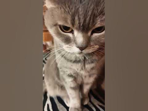 #кошка Буся #cat 😊😊😊 - YouTube