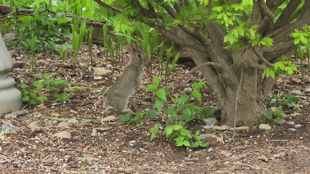 Baby Bunny Stumbles Trying to Stand - Random Video