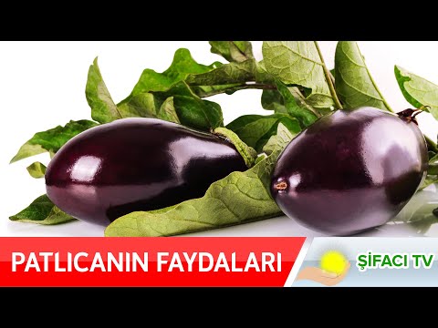 Patlıcanın Faydaları Nelerdir? 🍆🍆 Patlıcanın faydaları bu videoda sizlerle