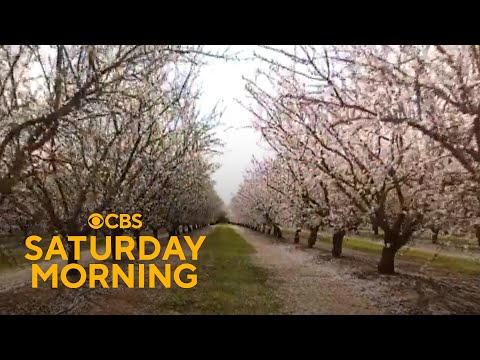 Finding almond blossoms in unlikely places