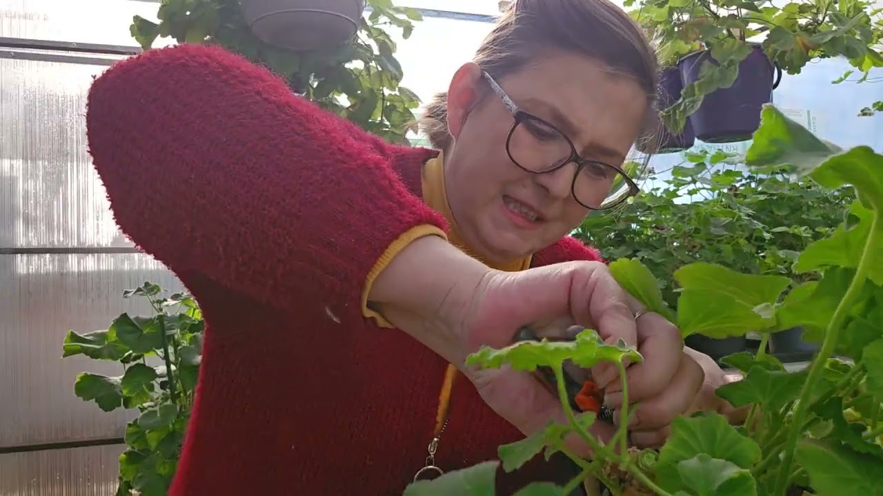 Не большой показ моих творений (сеянцы )