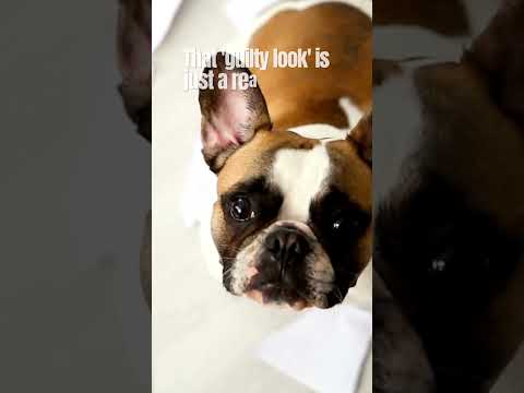 Video: 10 šunys, kurių 