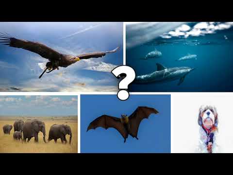 Top 5 Animals With Real Superpowers | जानवरों की Super Powers in Hindi