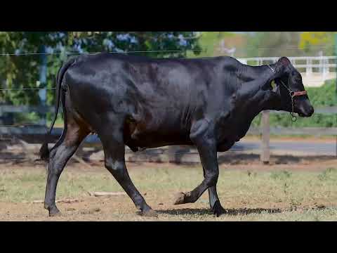 Lote 26 - 1380CF