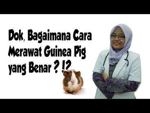 Video: Cara Merawat Babi Guinea