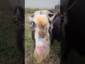 Hangin with the goats! #viral #viralvideo #farming #subscribe #goat #trending #fyp 