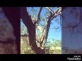 Torres Tree Care 2016