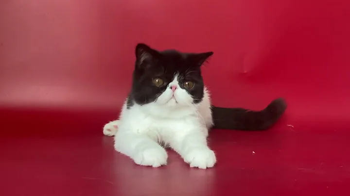 Watch the video about Exotic Shorthair Male kitten of Majestymeow Cattery!