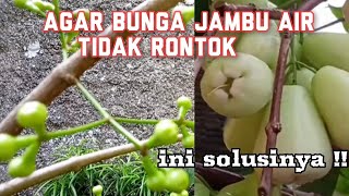 Agar bunga jambu air tidak Rontok Perlu di lakukan cara ini !!