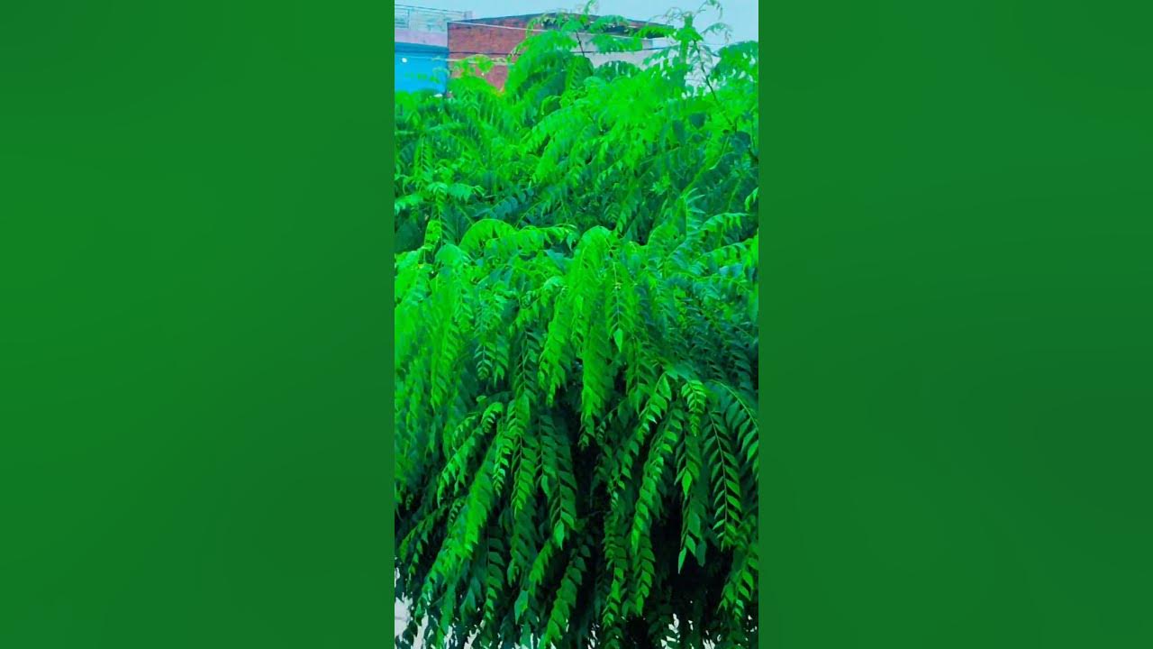 kadi-patta-ka-ped-youtube
