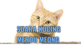 SUARA KUCING LUCU || KUCING MEONG MEONG|CAT SOUND screenshot 4