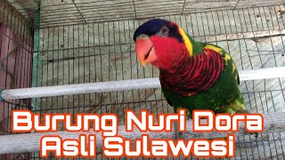 burung nuri dora // perkici