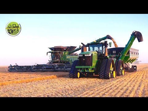 Linsenernte • Linsen dreschen • Lentil Harvest • 2023 • 4x John Deere X9 • 2x John Deere 9RX