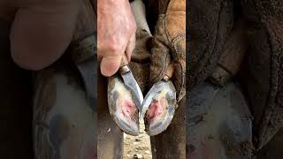 Hoof cleaning #hoofcleaning #satisfying #farrierlife #horsecare