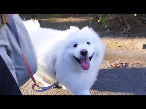術後のサモエド犬とお散歩して来ました