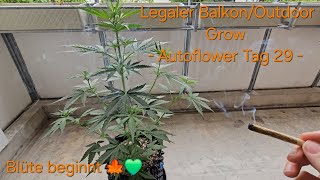 Legaler Balkon/Outdoor Cannabis Anbau/Grow - Autoflower/Automatic - Melonade Runtz - Tag 29 Woche 5