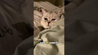 No le hagas esto a tu gato... 🥺💔 #gatos #amorfelino #amorfelino #michis #gatosfelices