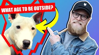 WHEN CAN MY BULL TERRIER PUPPY GO OUTSIDE OR IN THE GARDEN?