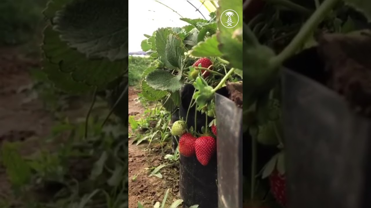 مزرعة التركي لإنتاج الفراولة في أبها Youtube