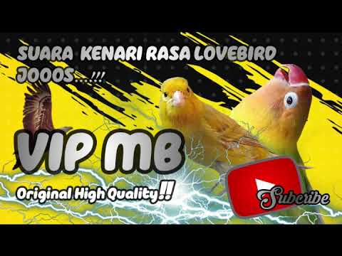 Suara Kenari Isian Lovebird Cocok Buat Masteran!!!