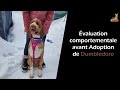 Dumbledore ce magnifique goldendoodle se cherche une nouvelle famille 