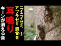 【耳鳴り治療音】耳鳴りに効果大 アブラゼミとニイニイゼミの鳴き声１時間 自然音 睡眠 音響療法