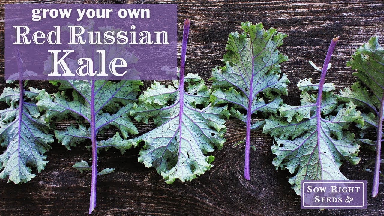 Sow Right Seeds | Red Russian Kale