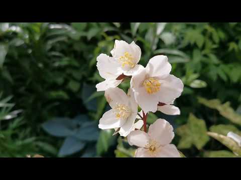 Video: Fragrant Garden Jasmine - Humble Mock-orange
