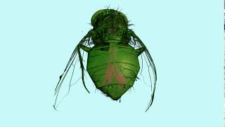 Micro-CT Volumetric Rendering of a House Fly