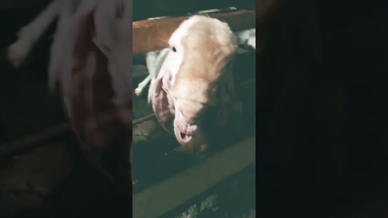 different types goat 🐐🐐🐐