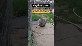 keyfine bakın#youtube #öneçıkar #keşfet #kedicik