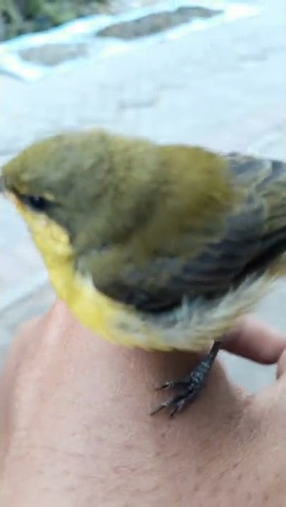Anakan burung sogok ontong/ sogon jantan