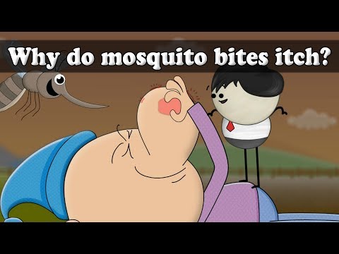 Wideo: Dlaczego Mosquito Bites Itch