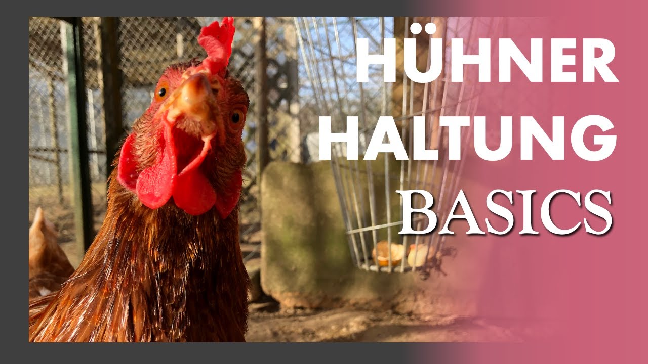 Hühnerhaltung 🐓🥚🧡 in EIGENEN GARTEN - Geht das? Was man wissen muss + Ihr lernt unsere Hühner kennen