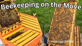Inspections & Unplanned Splits | Fantastic Beekeeping Moments ! !