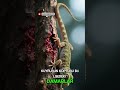 Kendi Parçasını Feda Eden Dahi: Gecko 🦎