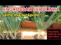 como ENGROSSAR CEBOLINHA em pouco tempo!