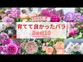 【2025年】育てて良かったバラBest10🌹
